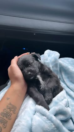 a person holding a small black dog on top of a blue blanket in the back of a car