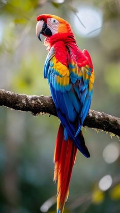 a colorful parrot perched on top of a tree branch