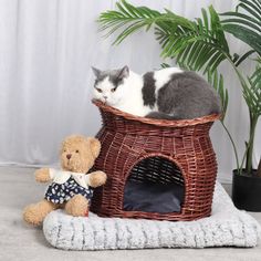 a cat laying on top of a basket next to a teddy bear and potted plant