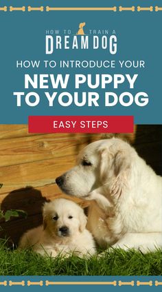 two puppies laying on the grass with text overlay how to introduce your new puppy to your dog