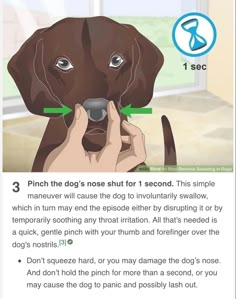 a dog's nose is shown with an arrow pointing to it