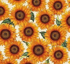 sunflowers are shown on a white background with green leaves and yellow flowers in the center