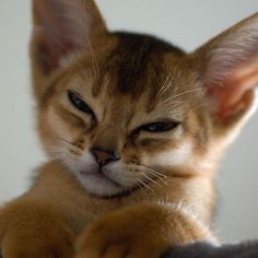 an orange cat with blue eyes sitting on top of a bed looking at the camera