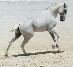 a white horse is galloping on the sand in front of a wall and cement floor