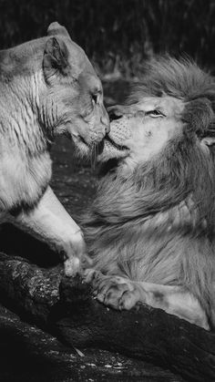 two lions are playing with each other in black and white