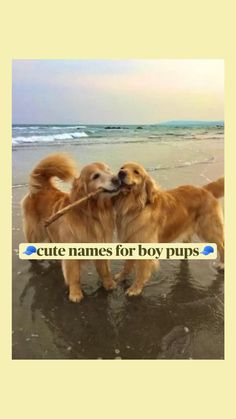 two dogs on the beach with a stick in their mouth and one dog is holding something in its mouth