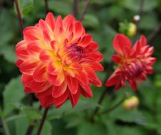 two red and yellow flowers with green leaves in the background