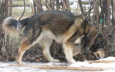 a brown and black dog standing on top of snow covered ground next to shrubbery