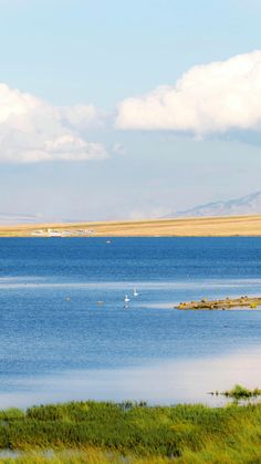 two birds are swimming in the water near some grass and hills with mountains in the background