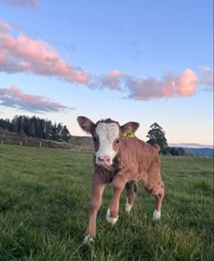 a brown and white cow standing on top of a lush green field