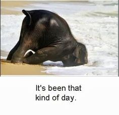 an elephant laying in the water with its trunk out and it's been that kind of day