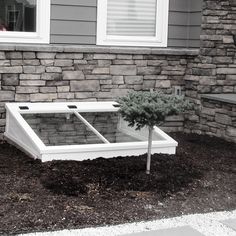 a small tree is growing out of the ground in front of a brick wall and window