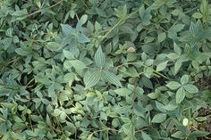 a bush with green leaves on it