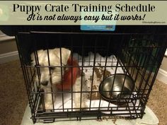 a dog in a cage with the words puppy crate training schedule it is not always easy but it works