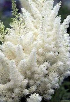 the white flowers are blooming in the garden