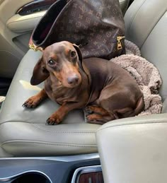 a brown dog laying in the back seat of a car next to a handbag