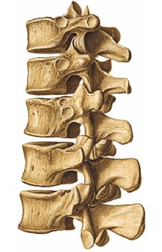 an image of a human skeleton showing the bones