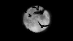 two birds flying in front of a full moon with black and white image behind them