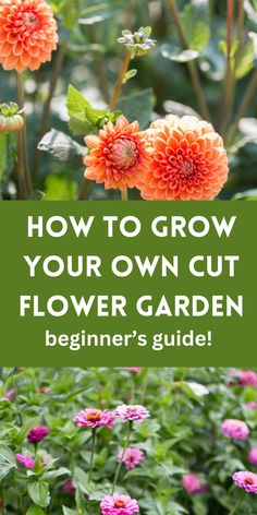 dahlias and zinnias in a cutting garden How To Plant Flowers In The Ground, Cut Flower Garden For Beginners, Flower Garden For Beginners, Cut Flower Garden Layout, Cut Flower Food, Flower Planting Guide, Dahlia Flower Garden, Easy To Grow Flowers, Flower Garden Layouts