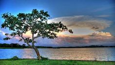 a lone tree sitting in the grass next to a body of water with clouds above it