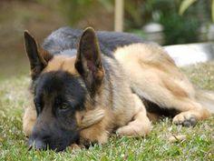 a german shepherd dog laying in the grass