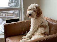 a white dog sitting on top of a brown leather chair next to a large window