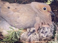 a bird is sitting on its nest with her baby birds in it's mouth