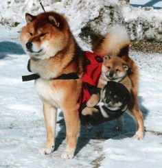 three dogs are standing in the snow with one dog wearing a vest and another is sitting down