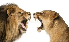 two lions with their mouths open and one is showing its teeth to the other side