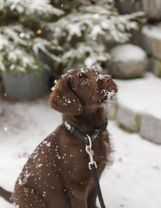 a brown dog sitting on top of snow covered ground