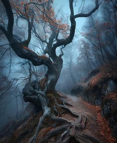 an old tree in the middle of a trail