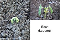 two pictures showing the stages of bean legumes growing from seed to budding plant