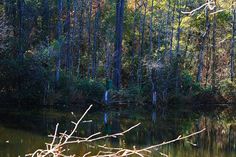 a body of water surrounded by trees in the middle of a forest with no leaves on it