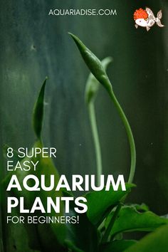 an aquarium with plants growing out of it and the words 8 super easy aquarium plants for beginners