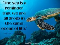 a turtle swimming in the ocean with a quote