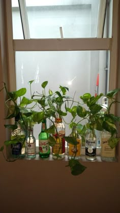 a window sill filled with bottles and plants