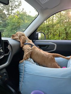 a dog is sitting in the back seat of a car with its head out the window