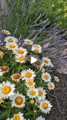 white and yellow flowers are growing in the ground next to some purple plants with green leaves