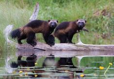 two wolverine cubs are standing on a log in the water near some grass and flowers