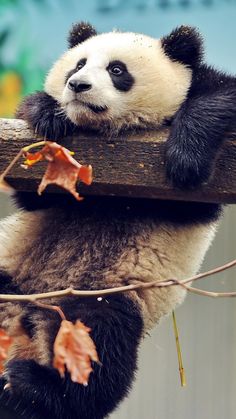 a panda bear sitting on top of a tree branch