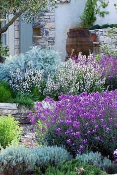 the garden is full of purple flowers and lavenders in front of an old stone building