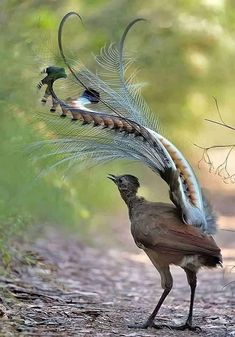 two peacocks standing on the side of a road with their feathers spread out to dry