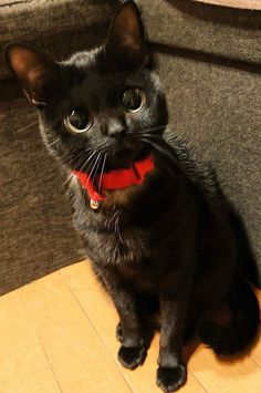 a black cat sitting on top of a wooden floor next to a gray couch with a red collar around it's neck