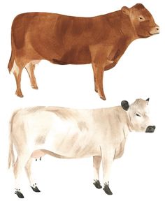 two cows standing next to each other on a white background