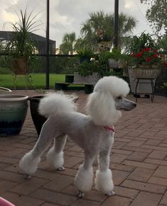 a white poodle standing on top of a brick patio next to potted plants