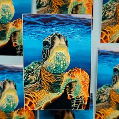 four pictures of sea turtles in different colors and sizes, with one turtle looking up at the sky