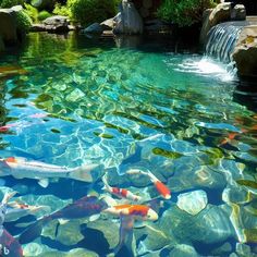 several koi fish swimming in a pond surrounded by rocks