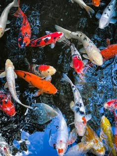 many colorful fish are swimming in the water