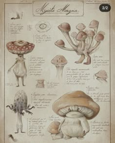 an old book with mushrooms and other things on it's pages, including ink drawings