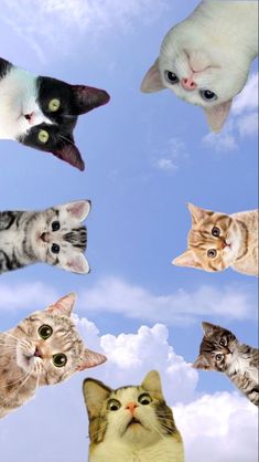 many cats are flying in the air together and looking up at the sky with one cat's eyes wide open